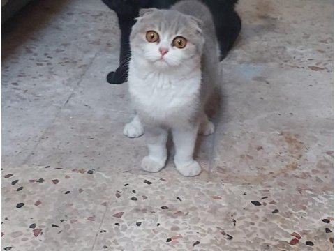 Scottish fold kızımıza ömürlük yuva arıyoruz
