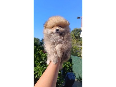 Pomeranian boo yavruları