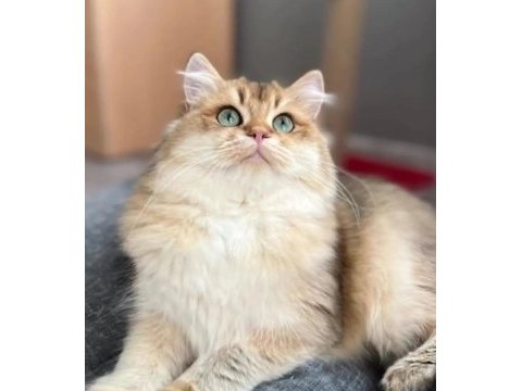 British longhair ny 11