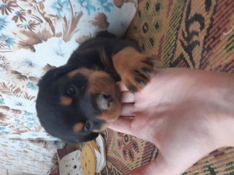 Yavru rottweiler