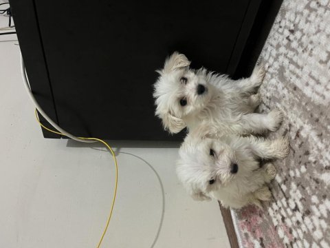 Maltese terrier 60 günlük yavrular
