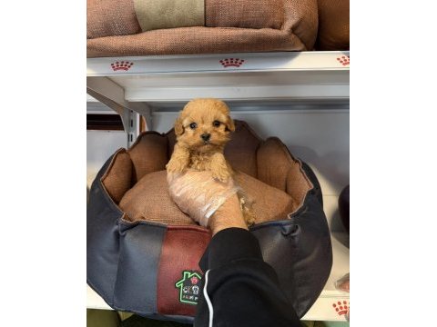 Teacup maltipoo yavrularımız