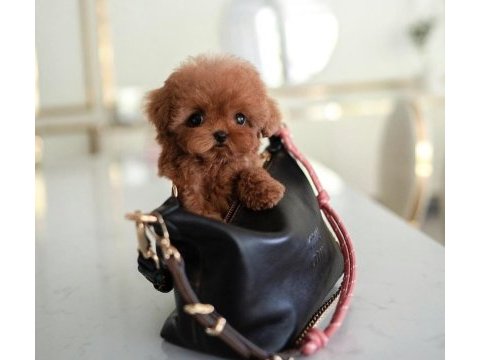 Toy poodle yavrularım kore