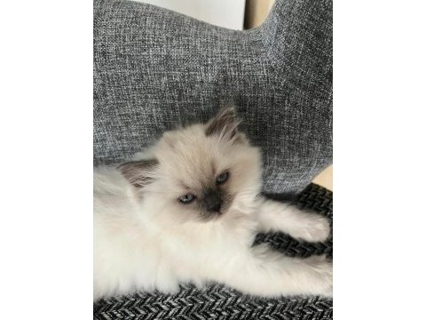 British shorthair yavrularımıza ömürlük yuva arıyorum