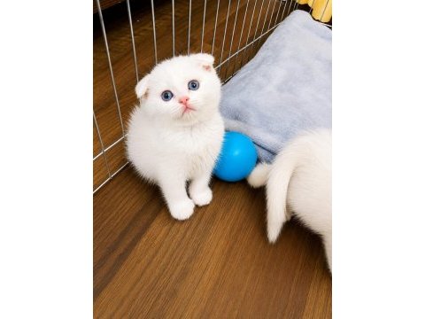 Saf ırk british shorthair izmir