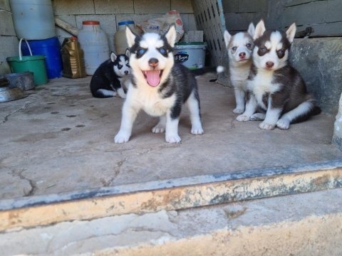 A kalite husky bebekler