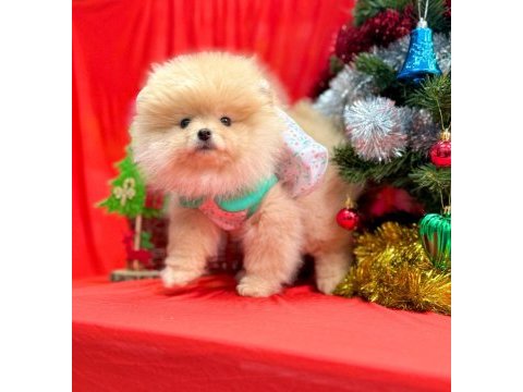 Pomeranian ayı surat yavrular