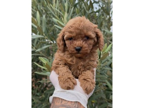 Kore toy poodle yavrular