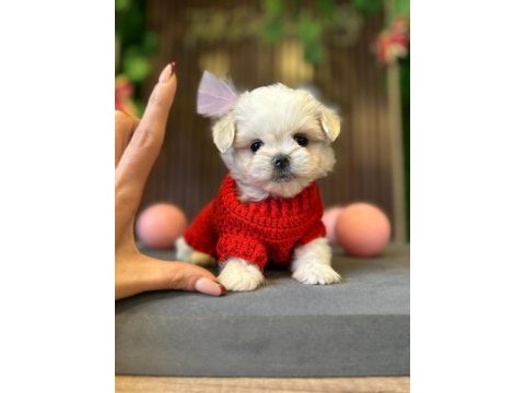Çok güzel maltese bebekler