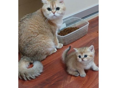 Safkan golden british shorthair