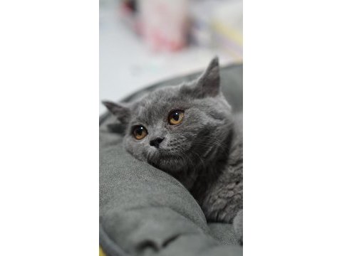 Veteriner kontrolünde sağlıklı british shorthair yavrular
