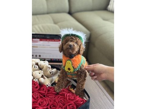 Yakışıklı oğlum odin büyümeyen toy poodle