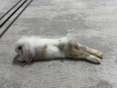 4.5 aylık hollanda lop tavşan