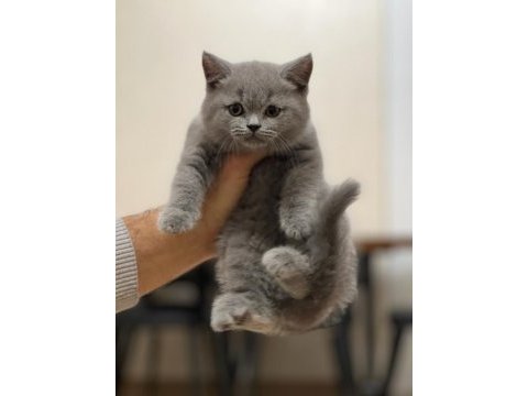Özel renk lilac british shorthair yavrum