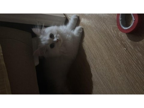 2 chinchilla kedim olduğu için sahiplendiriyorum