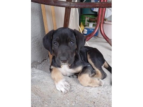 Cane corso rottweiler kırması