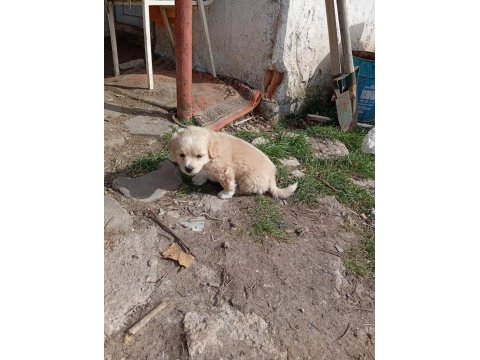 Golden retriever kırması 2 aylık yavrular