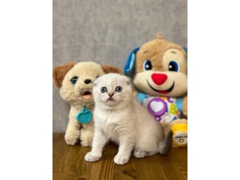 Scottish fold silver yavrular 