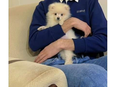 Ankara pomeranian boo
