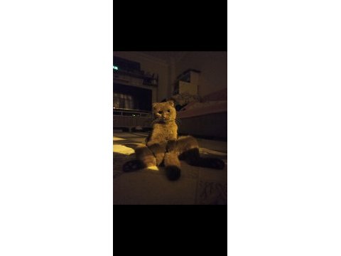 Ücretsiz scottish fold kedisini sahiplendirme
