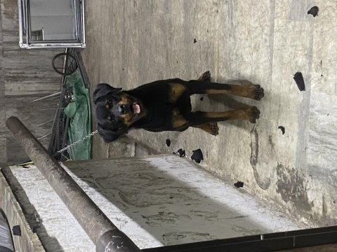 Şecereli 8 aylık dişi rottweiler