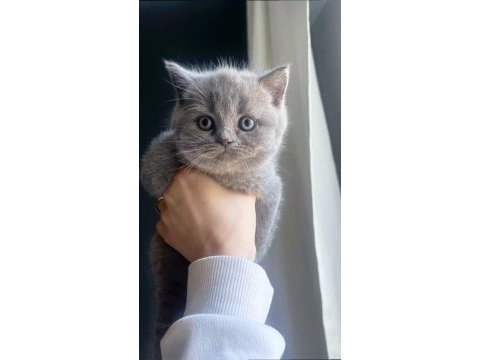 Sarkan british shorthair ayı surat erkek