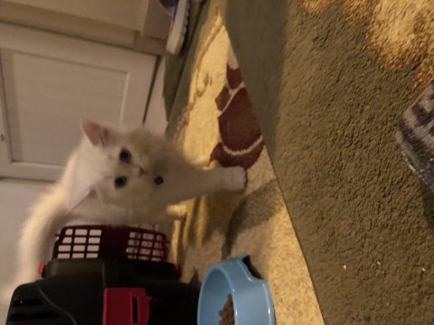 3 aylık british longhair kedimizi sahiplendireceğiz