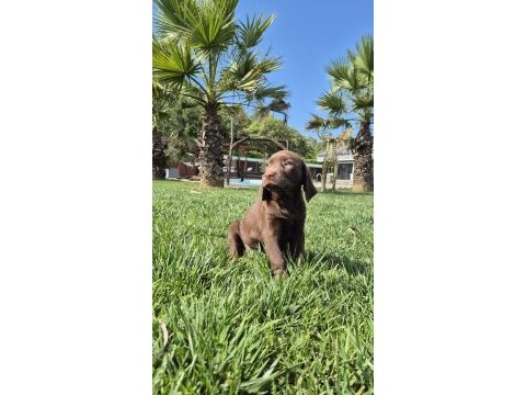 Ruhsatli çiflikten özel labrador yavruları istanbul