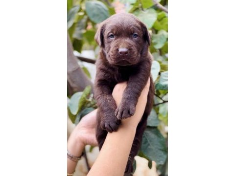 Sevimli çikolata labrador yavrular