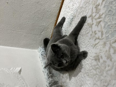 British shorthair kalite tesadüf değildir