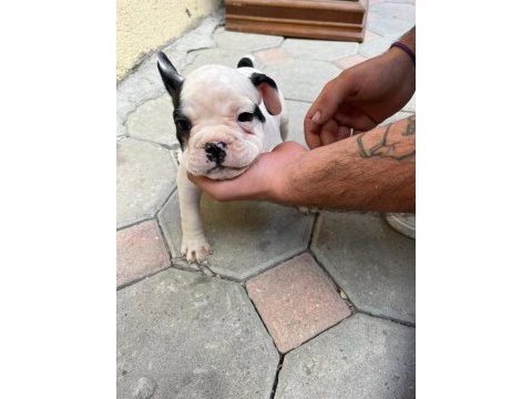 2,5 aylık french bulldoglar