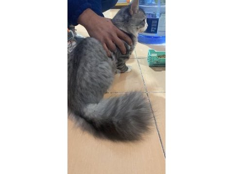 Sibirya orman kedisi 4 aylık erkek