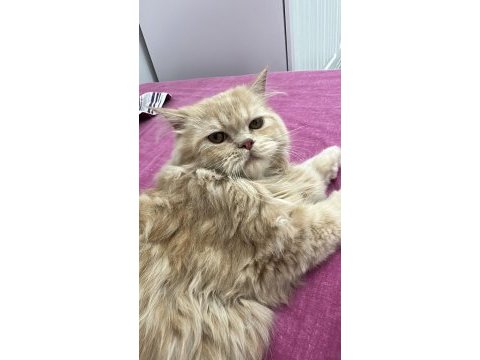 İran kedisi 4 aylık erkek