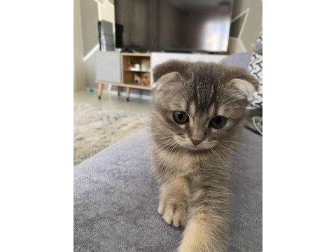 Scottish fold erkek yavru kedimiz