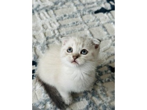 British scottish shorthair lynx