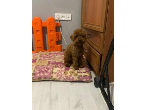 Kore yavrusu a kalite toy poodle red brown dişi erkek