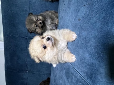 Pomeranian boo 55 günlük