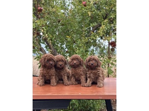 Safkan toy poodle yavrular