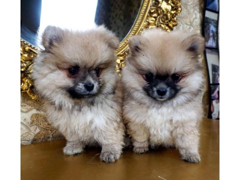 Pomeranian boo yavru 1 buçuk aylık