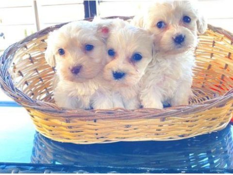 Maltipoo yavrularımız uygundur