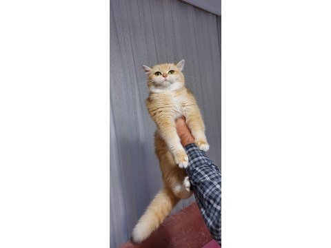 Kaliteli golden british shorthair ny 12