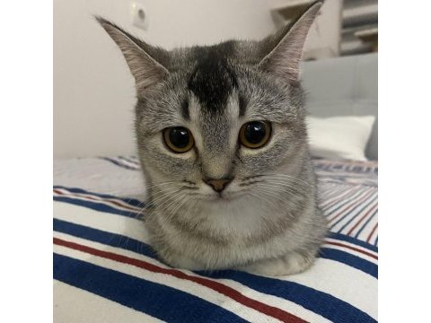 British shorthair dişi 7 aylık