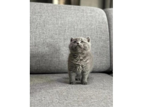 Top kafa british shorthair bebekleri