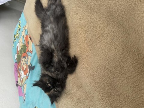 Kızımın alerjisinden dolayı verilecek british longhair