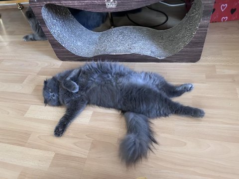 Scottish fold kızıma british longhair arıyorum