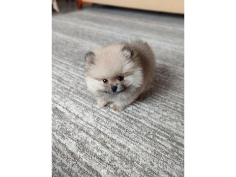 Pomeranian teddy erkek