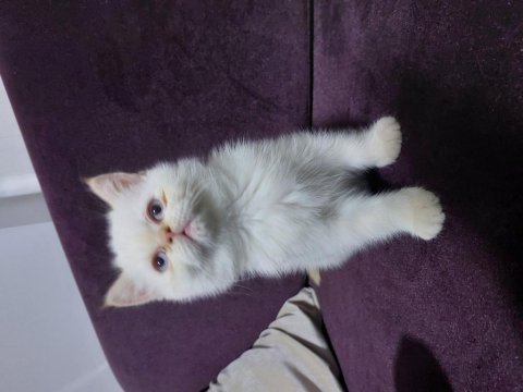 Kısa tüylü iran kedisi