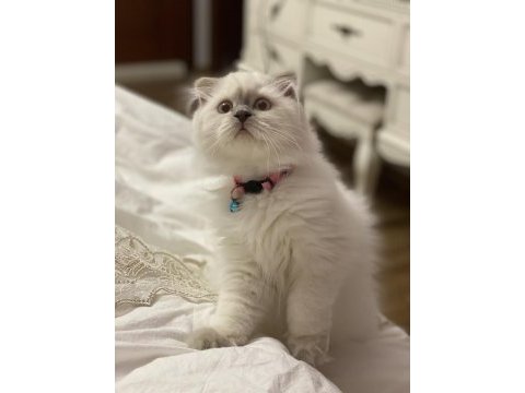 Uyumlu sakin sevecen kedimiz
