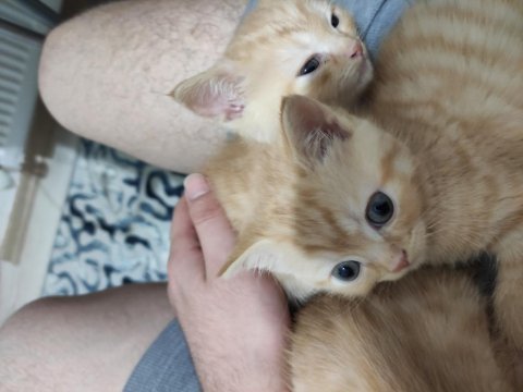 Yavru anne ve baba british shorthair