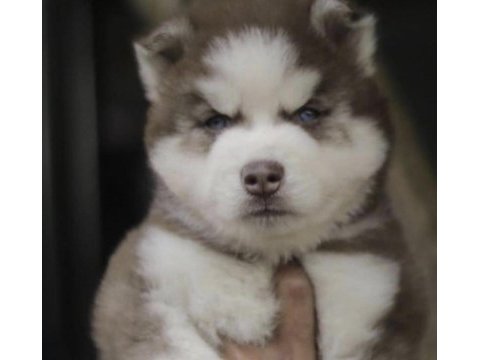 Husky köpeği safkan